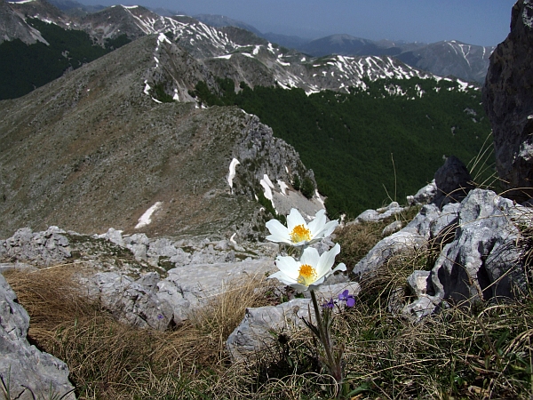 Pulsatilla Alpina / Anemone alpino